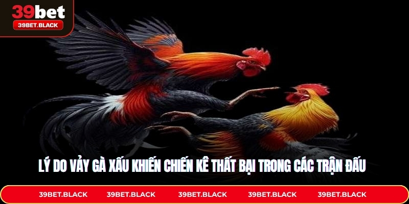 Lý do vảy gà xấu khiến chiến kê thất bại trong các trận đấu