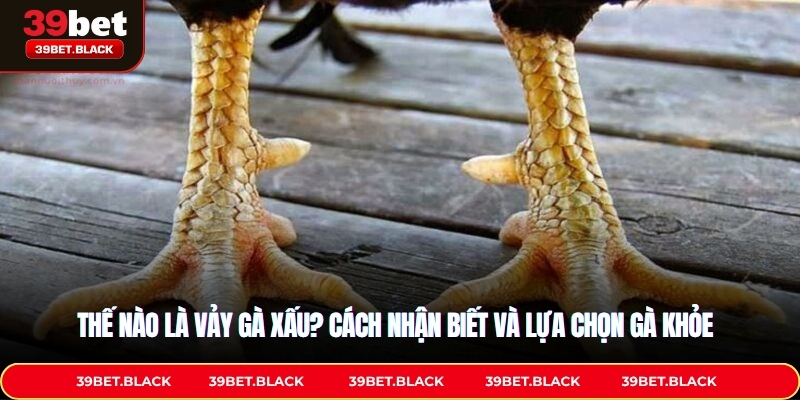 Thế Nào Là Vảy Gà Xấu? Cách Nhận Biết Và Lựa Chọn Gà Khỏe