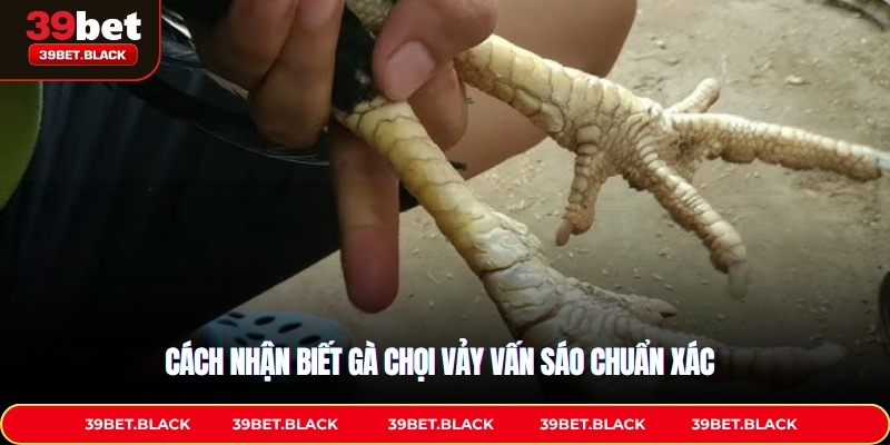 Cách nhận biết gà chọi vảy vấn sáo chuẩn xác