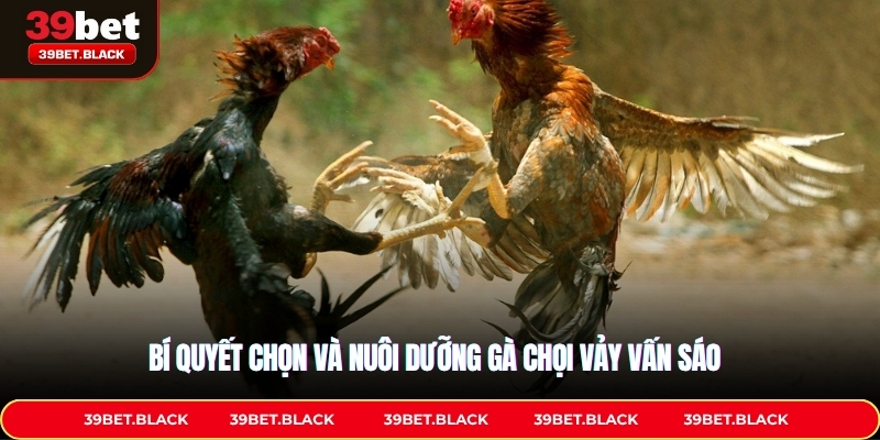 Bí quyết chọn và nuôi dưỡng gà chọi vảy vấn sáo