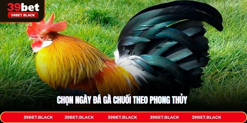 Hướng dẫn cách chọn ngày đá gà chuối đúng phong thủy