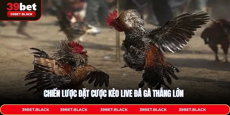 Chiến lược đặt cược kèo live đá gà thắng lớn
