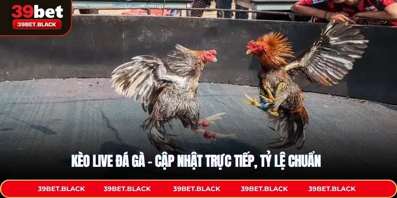 Kèo Live Đá Gà – Cập Nhật Trực Tiếp, Tỷ Lệ Chuẩn